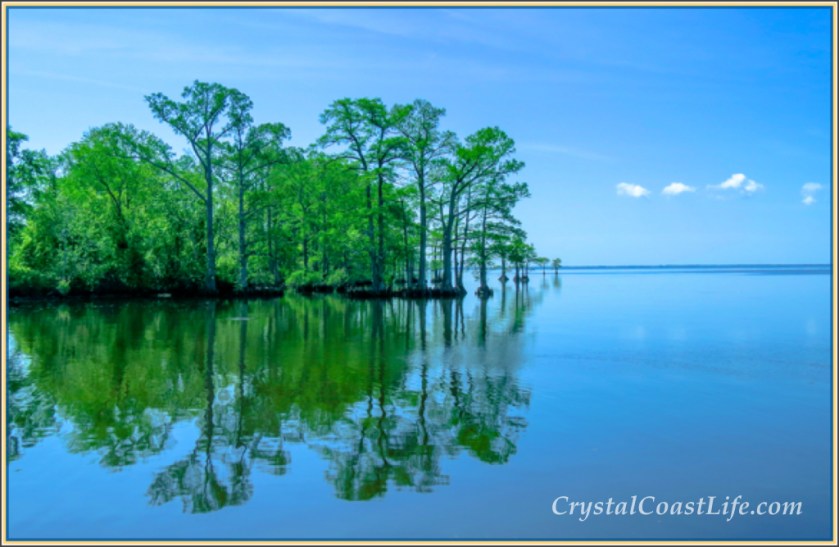Trees in Edenton, NC
