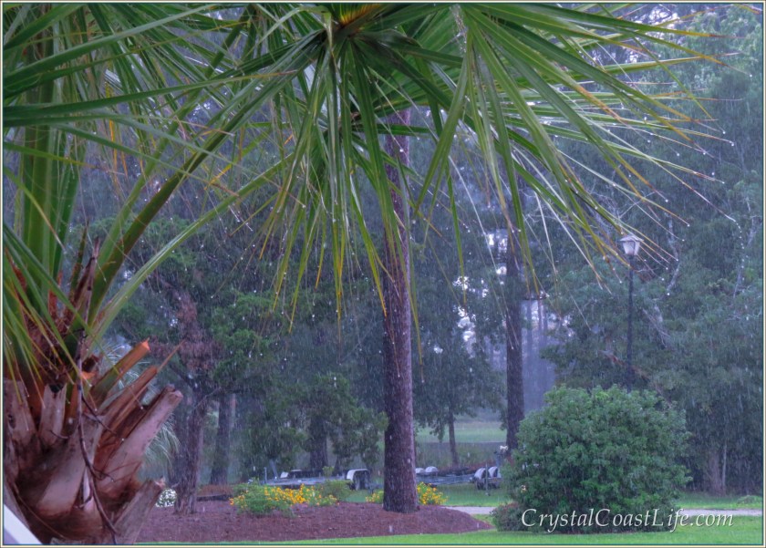 A Palm Tree In A Summer Rainstorm on the Carolina Coast
