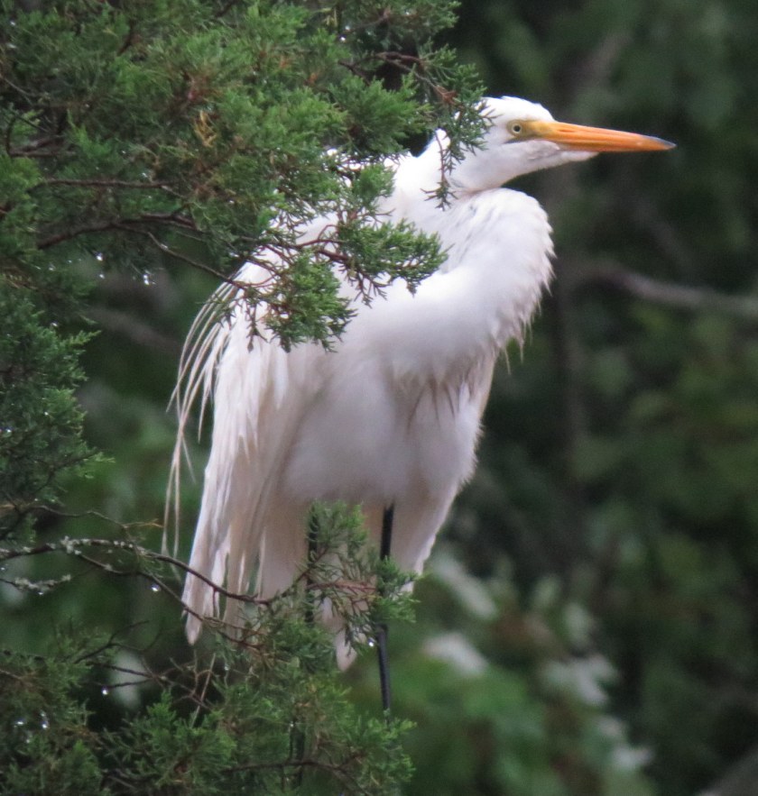 Damp Great Egret