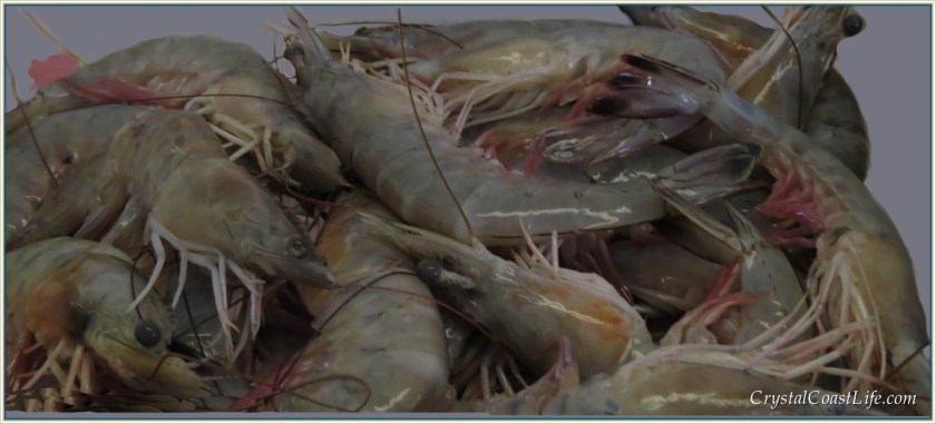 Shrimp at Clyde Phillips
