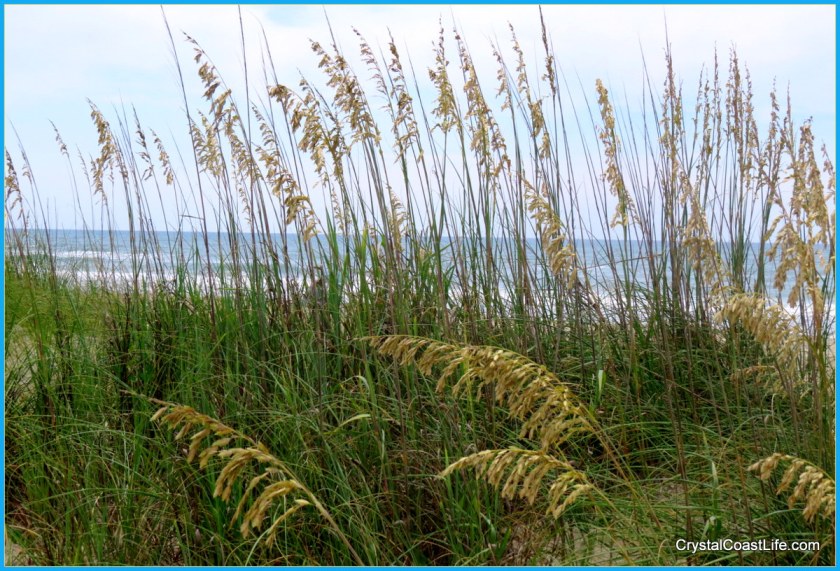 Sea Oats at Third Street Beach