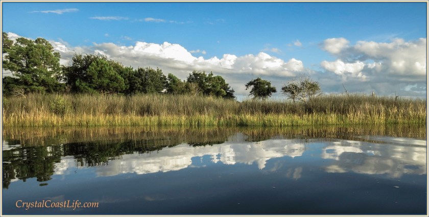 Marsh Grass Inside Raymond's Gut