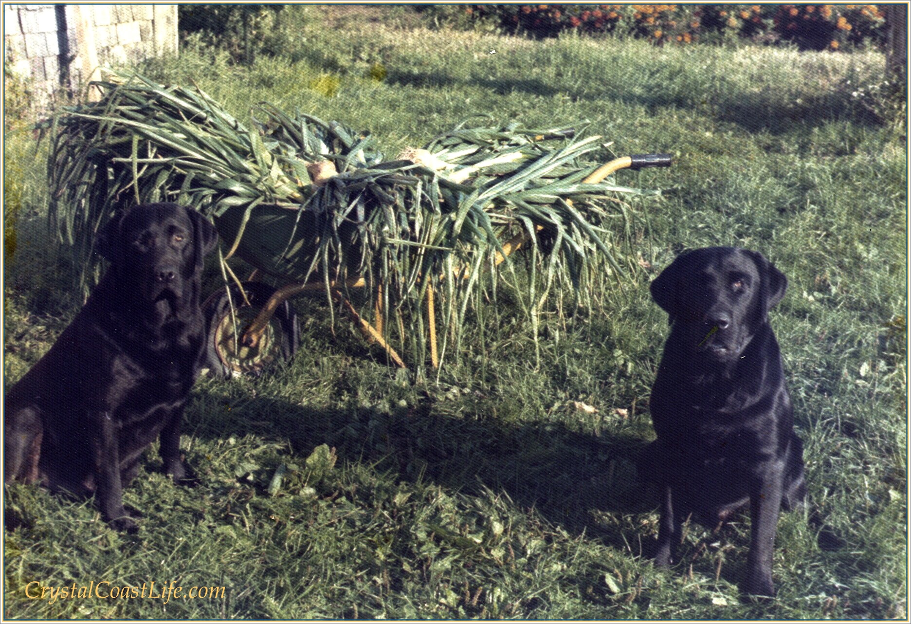 Tok and Fund With Fall Onions On Our Farm in Nova Scotia