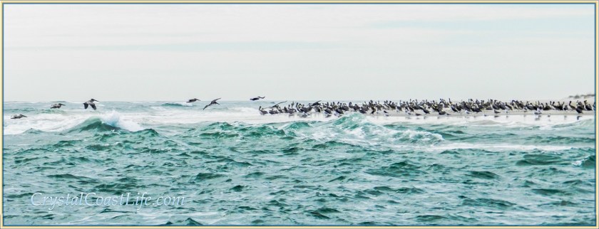 Mostly brown Pelicans on the eastern tip of Bear Island 