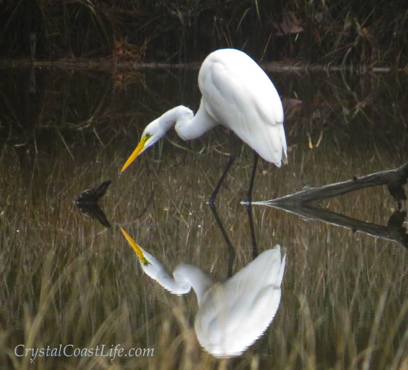 Great Egret stalking fish