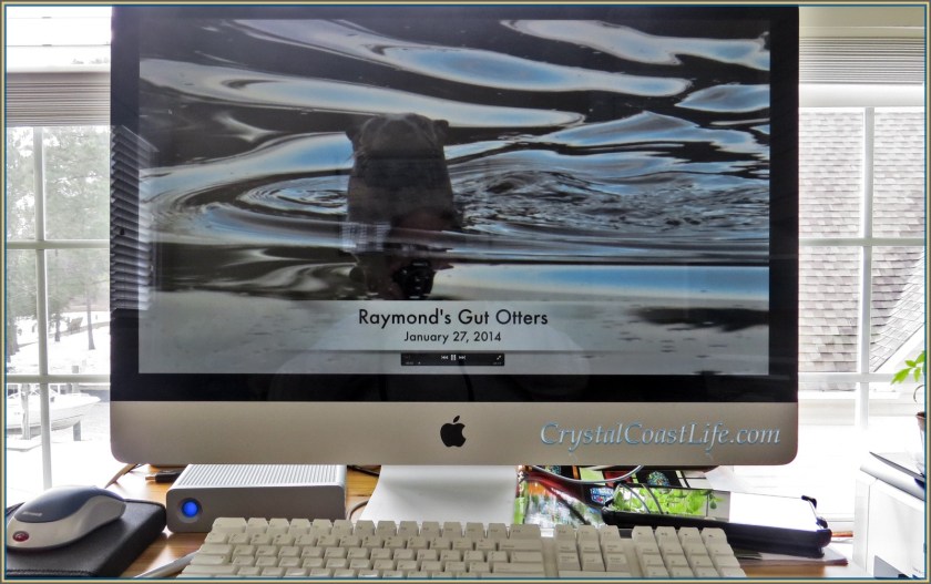 Otter Movie on my iMac