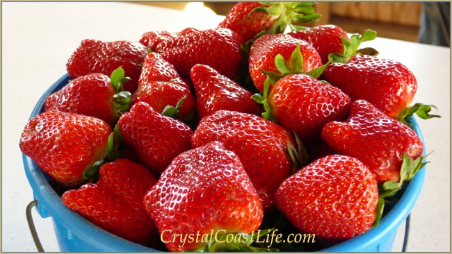 Local Crystal Coast Strawberries