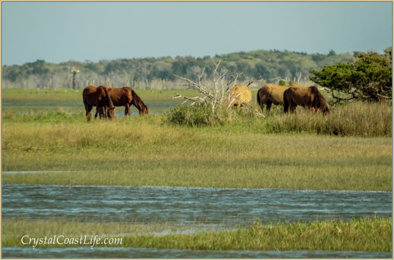 Ponies on the islands across from Beaufort