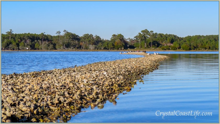 Oyster Rocks in the White Oak