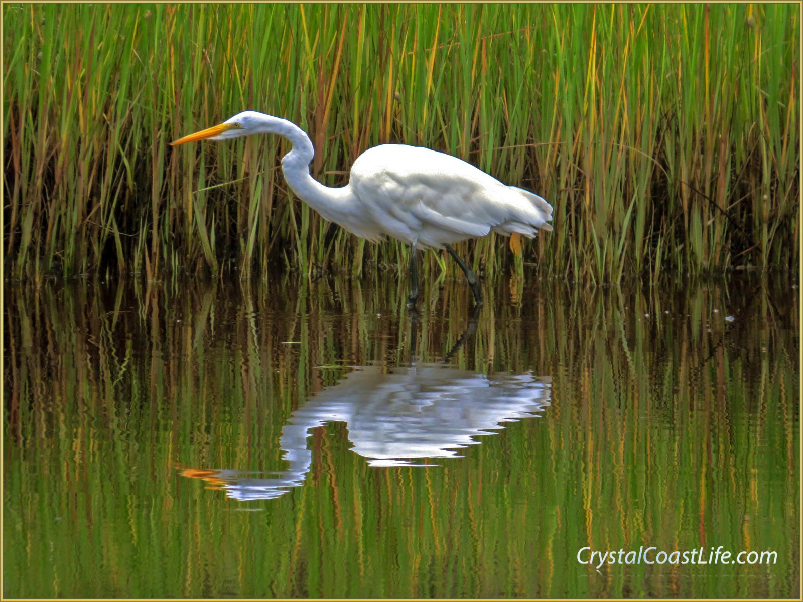 Great egret stalking prey