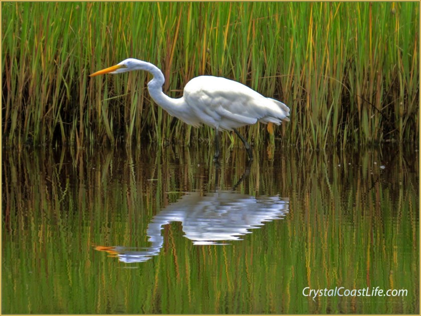 Great egret stalking prey