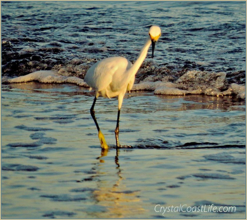Snowy Egret