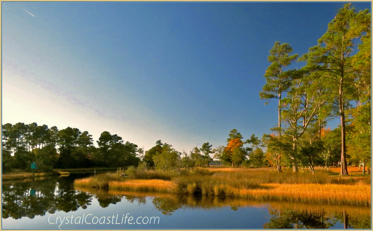 Big Pines on Raymond's Gut