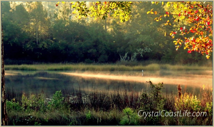 The Salt Marsh of Raymond's Gut