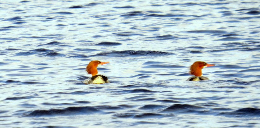 Mergansers on the White Oak