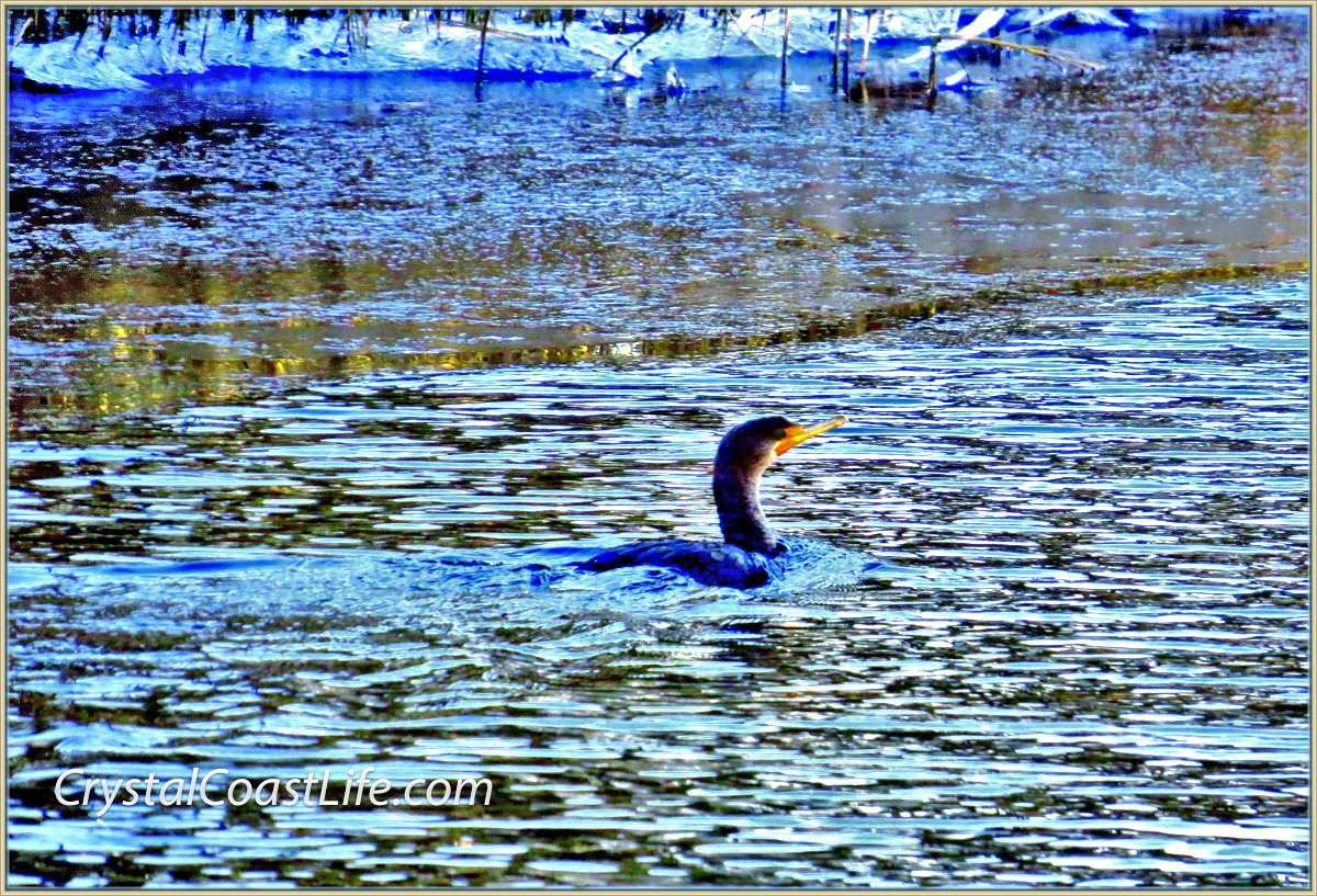 Cormorant Swimming By Early Morning Ice In Raymond's Gut