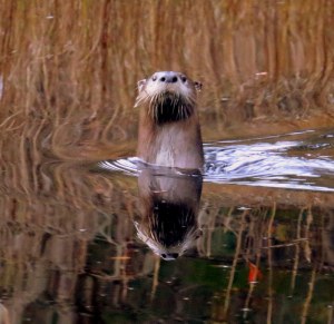 Raymond's Gut River Otter