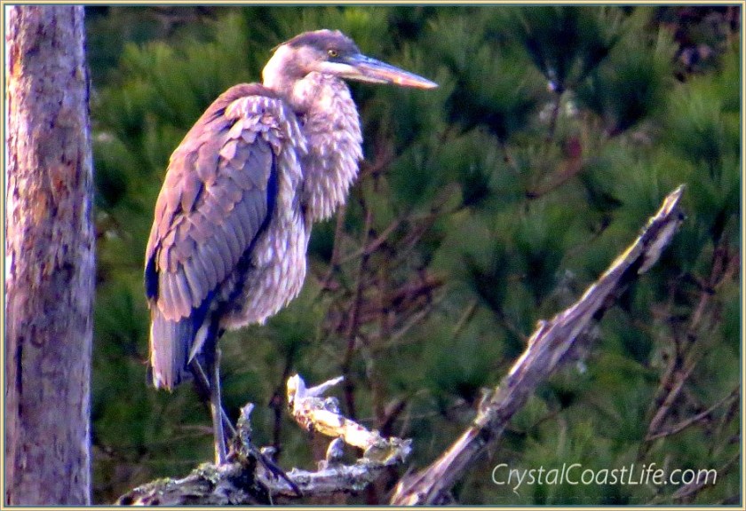Great Blue Heron