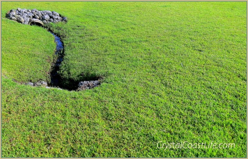 Centipede as good as it gets