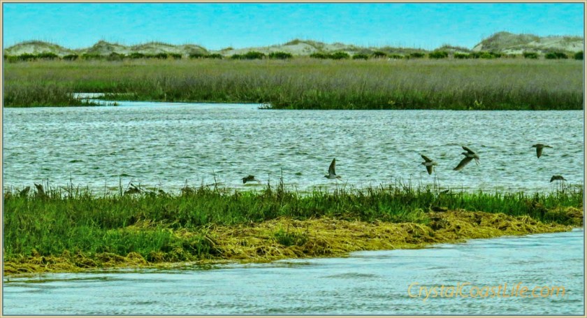 Willets in Flight