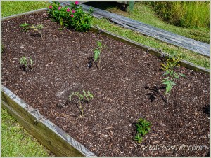My third crop of tomatoes