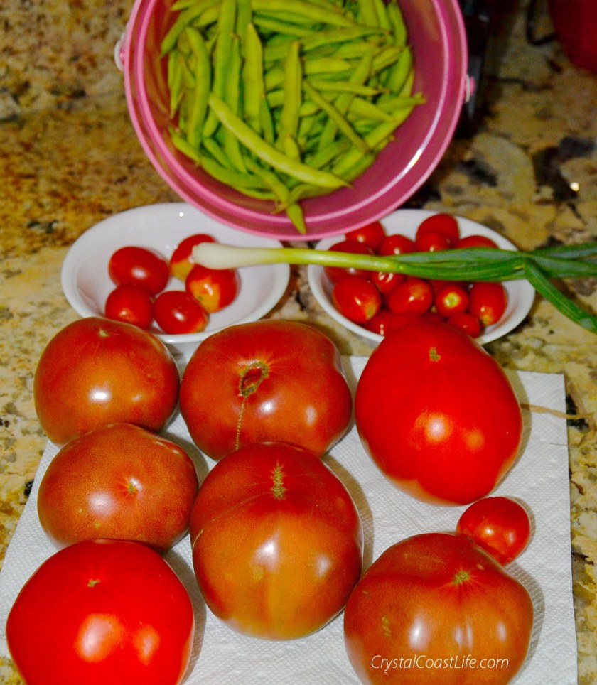 The Bounty of the Crystal Coast