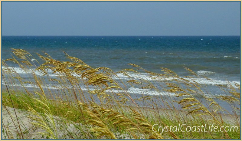Sea Oats at Third Street Beach