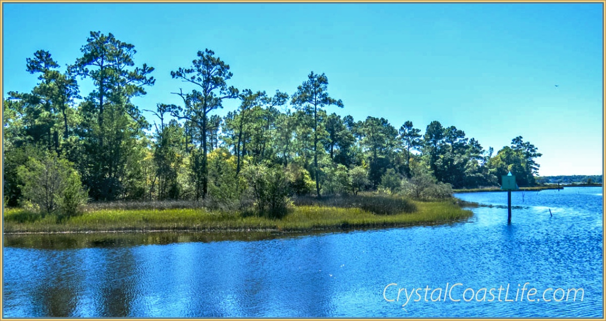 Pine Trees Along Raymond's Gut