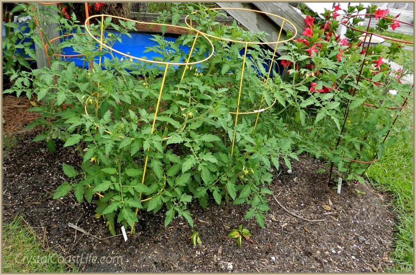 thrivingroundtomatopatchwm