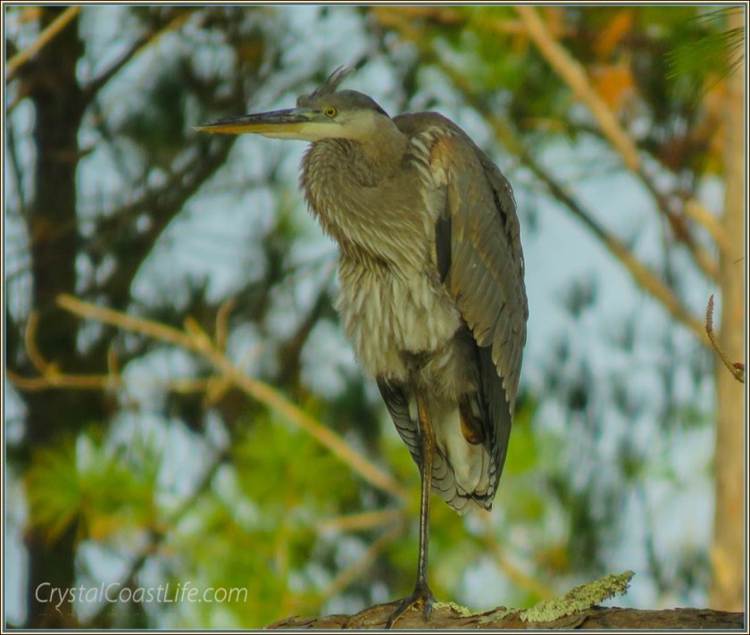 greatblueheronrespectwm