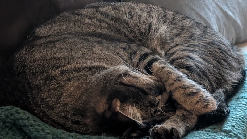 Sleeping tabby cat